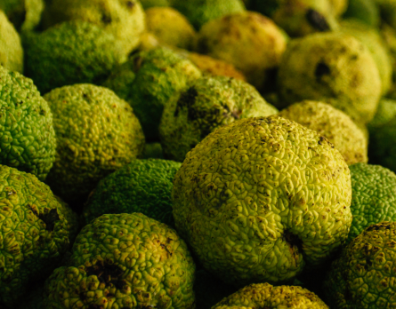 Wild-grown osage fruit